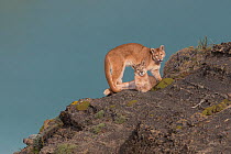 Puma (Puma concolor) females, two sisters on rock. Torres del Paine, Patagonia, Chile. April.