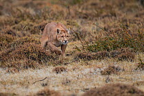Puma (Puma concolor) female stalking Guanaco (Lama guanicoe). Torres del Paine National Park, Patagonia, Chile. April.
