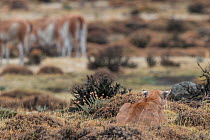 Puma (Puma concolor) female stalking Guanaco (Lama guanicoe) herd. Torres del Paine National Park, Patagonia, Chile. April.