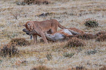 Puma (Puma concolor) female draggging freshly killed Guanaco (Lama guanicoe). Torres del Paine National Park, Patagonia, Chile. April.