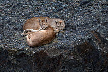 Puma (Puma concolor) females, two sisters lying down. Torres del Paine, Patagonia, Chile. March.