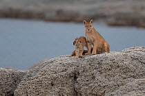 Puma (Puma concolor) female and cubs on rock. Torres del Paine, Patagonia, Chile. December.