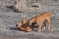 Puma (Puma concolor) female and two playing cubs. Torres del Paine, Patagonia, Chile. January.