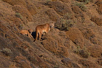 Puma (Puma concolor) female with young cub, on slope amongst scrub. Torres del Paine, Patagonia, Chile. July.