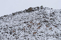 Guanaco (Lama guanicoe) herd feeding after snow storm. Torres del Paine National Park, Patagonia, Chile. August 2018.