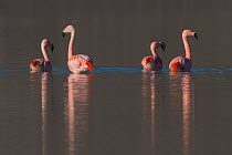 Chilean flamingo (Phoenicopterus chilensis) four in lake. Torres del Paine National Park, Patagonia, Chile. July.