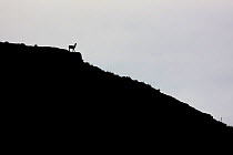 Guanaco (Lama guanicoe) on ledge overlooking slope, silhouetted. Torres del Paine National Park, Patagonia, Chile. April 2017.