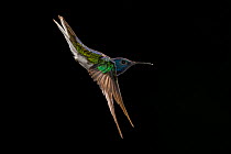 White-necked jacobin (Florisuga mellivora) hummingbird, male, in flight. Costa Rica.