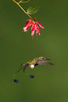 Booted racket-tail hummingbird (Ocreatus underwoodii) male flying below flower. Western slope of Andes, Ecuador. October.