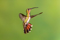 Green-breasted mango hummingbird (Anthracothorax prevostii) female in flight. Costa Rica.