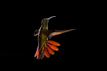 Green-breasted mango hummingbird (Anthracothorax prevostii) male in flight. Costa Rica.