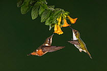 White-bellied woodstar (Chaetocercus mulsant) and Booted racket-tail (Ocreatus underwoodii) female. Hummingbirds necaring on flower. Western slope of Andes, Ecuador. October.