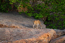 Indian leopard ( Panthera pardus fusca) female at dawn after hunting at night, Rajasthan, India
