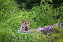 Indian leopard ( Panthera pardus fusca) male resting at dusk, Rajasthan, India