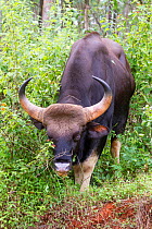 Gaur (Bos gaurus) male, Bandipur Tiger Reserve, India