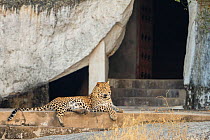 Indian leopard (Panthera pardus fusca) male resting on steps of temple at dawn, Rajasthan, India