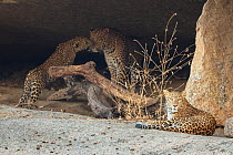 Indian leopard (Panthera pardus fusca) female resting, with male and cubs interacting near its rocky cave in hillock situated close to human settlement, Rajasthan, India