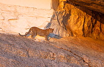 Indian leopard (Panthera pardus fusca) cub at dawn coming out of its rocky cave in hillock situated close to human settlement, Rajasthan, India