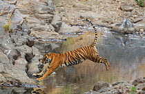 Bengal tiger (Panthera tigris) sub-adult jumping to cross the stream, Ranthambore National Park, India