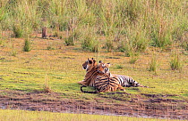 Bengal Tiger (Panthera tigris) siblings resting, Tadoba National Park, India