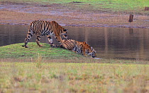 Bengal Tiger (Panthera tigris) sub-adult female siblings playing, Tadoba National Park, India