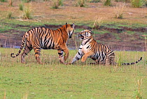 Bengal tiger (Panthera tigris) sub-adult female siblings playing, Tadoba National Park, India