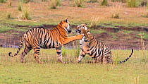 Bengal tiger (Panthera tigris) sub-adult female siblings playing, Tadoba National Park, India