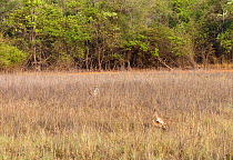 Bengal tiger (Panthera tigris) sub-adult female with deer running away in alarm. Tadoba National Park, India