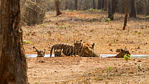 Bengal tiger (Panthera tigris) family of four sub-adult cubs and mother, cooling off in artificial waterpool, Tadoba National Park, India,
