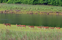 Chital deer (Axis axis) herd, Tadoba National Park, India