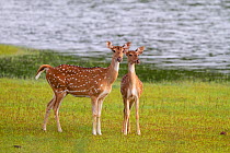 Chital deer (Axis axis) mother and young, Tadoba National Park, India