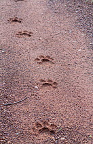 Bengal Tiger (Panthera tigris) foot print / pugmark on wet sand, Tadoba National Park, India