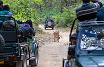 Bengal Tiger (Panthera tigris) female walking, tourists watching from safari vehicles, Corbett National Park, India