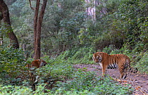 Bengal tiger (Panthera tigris) courting pair, Corbett National Park, India