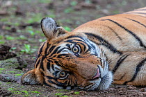 Bengal tiger (Panthera tigris) resting, Ranthambore National Park, India