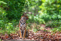 Bengal tiger (Panthera tigris) female sub adult portrait, Jim Corbett National Park, India