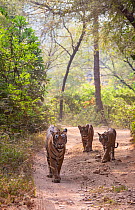 Bengal tiger (Panthera tigris) Krishan with her cubs ( Arrowhead, Lightning and Packman) walking on forest track, Ranthambore National Park, India
