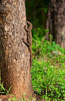 Bengal monitor (Varanus bengalensis) basking on the tree, Jim Corbett National Park, India