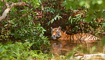 Bengal tiger (Panthera tigris) female with injured eye cooling off in stream, Bandhavgarh National Park, India,