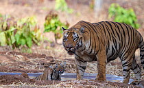 Bengal tiger (Panthera tigris) dominant male with his cub, Tadoba National Park, India