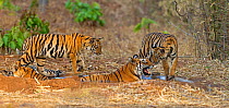 Bengal tiger (Panthera tigris) female with her cubs sharing small water pool, Tadoba National Park, India