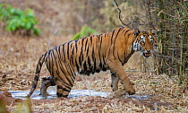 Bengal tiger (Panthera tigris) female coming out of water, Tadoba National Park, India