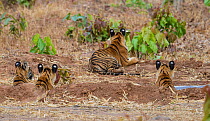 Bengal tiger (Panthera tigris) cubs rear view , Tadoba National Park, India