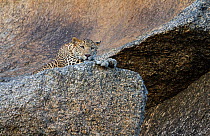 Indian leopard ( Panthera pardus fusca) male resting at dawn, Rajasthan, India