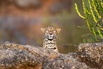 Indian leopard (Panthera pardus fusca) female stalking prey, Rajasthan, India