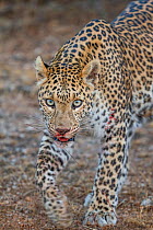 Indian Leopard (Panthera pardus fusca) female hunting, with blood on face, Rajasthan, India