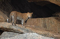 Indian Leopard (Panthera pardus fusca) male near its rocky cave in hillock situated close to human settlement, Rajasthan, India