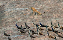 Indian leopard ( Panthera pardus fusca) male resting, with peafowl flock walking by. Rajasthan, India