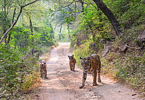 Bengal Tiger (Panthera tigris) Krishan with her cubs ( &#39;Arrowhead&#39;, Lightning and Packman) walking on forest track, Ranthambore National Park, India