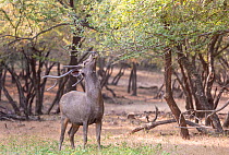 Sambar (Cervus unicolor) stag feeding,Ranthambore National Park, India